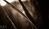 /album/natur/dsc-0110-kopia-jpg/